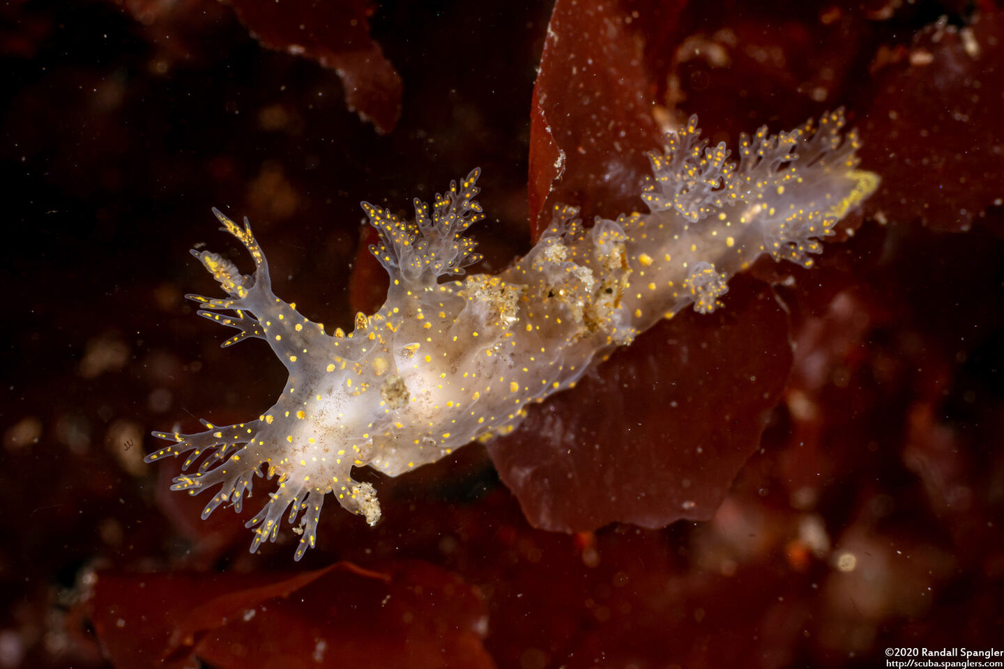 Dendronotus venustus (Branched Dendronotus)