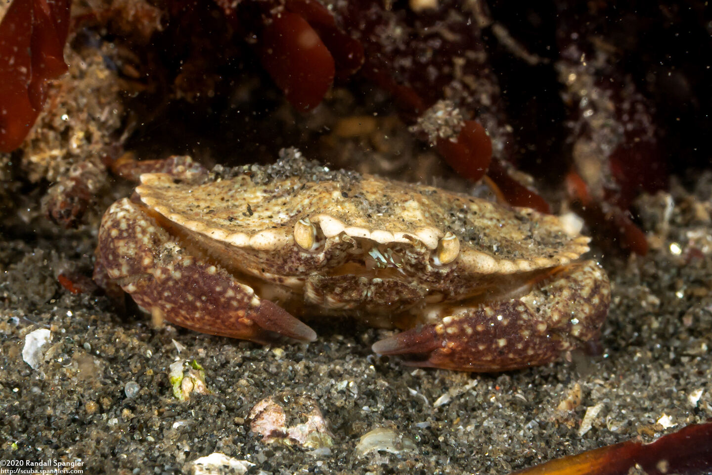 Cancer productus (Red Rock Crab)