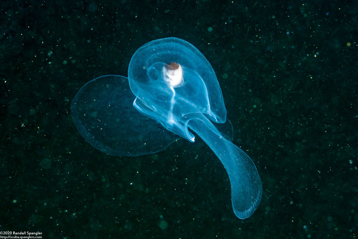 Corolla spectabilis (Sea Butterfly)