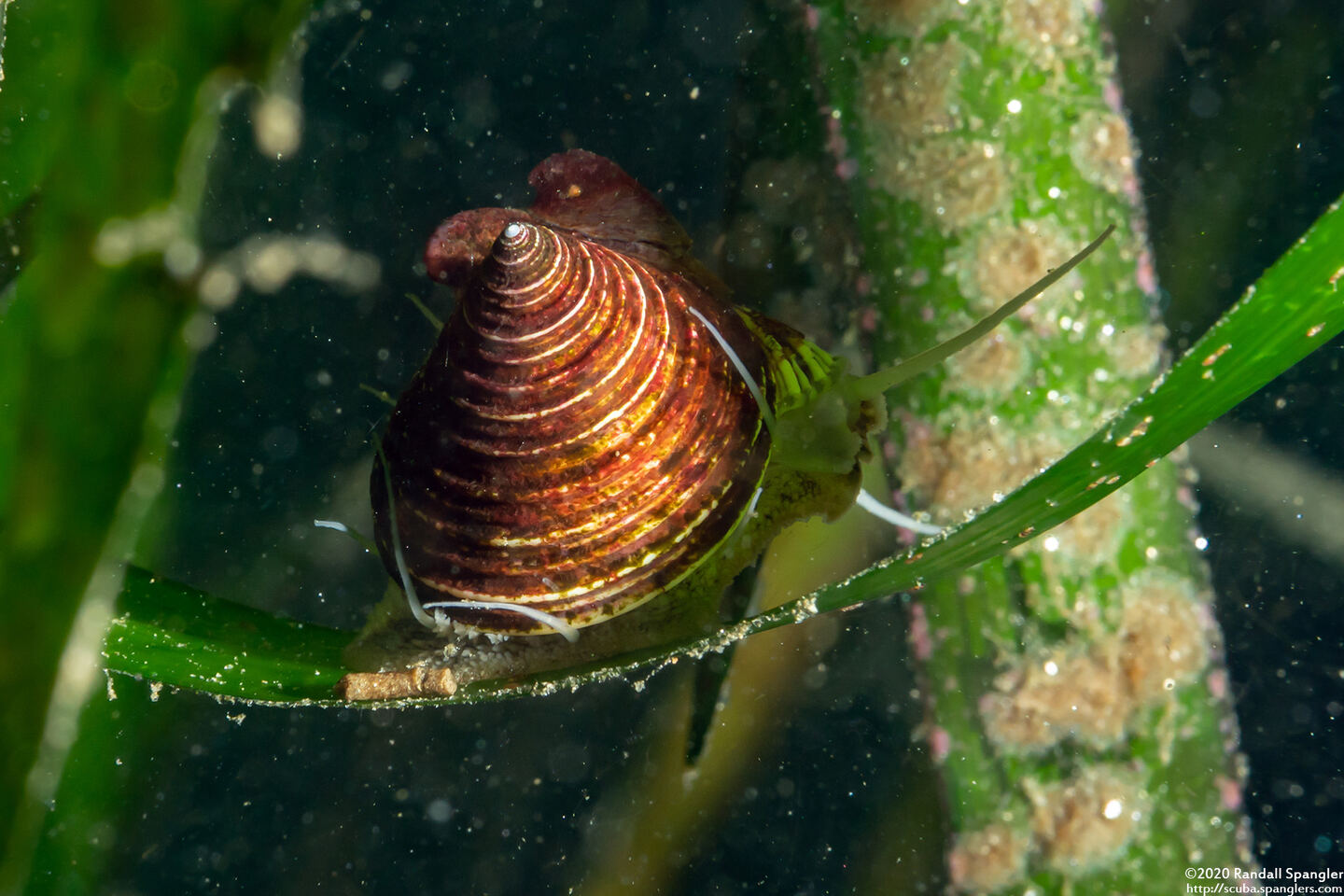 Calliostoma canaliculatum (Channeled Top Snail)