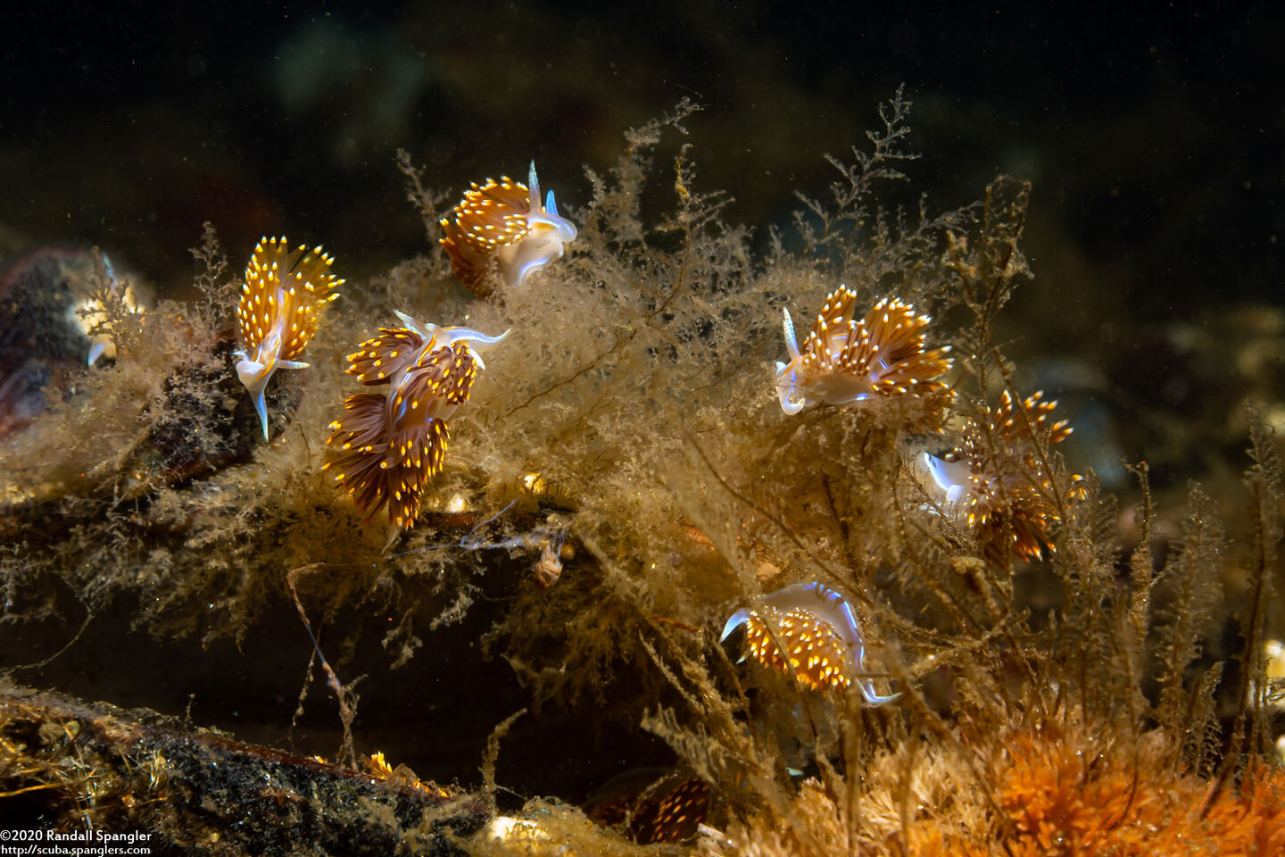 Hermissenda opalescens (Opalescent Nudibranch); Eating hydroids