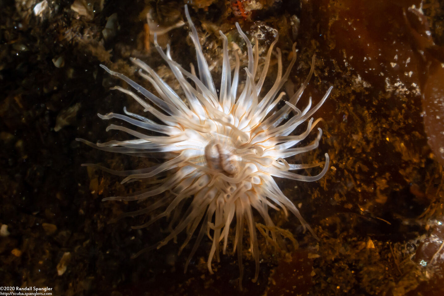 Diadumene leucolena (Ghost Anemone)