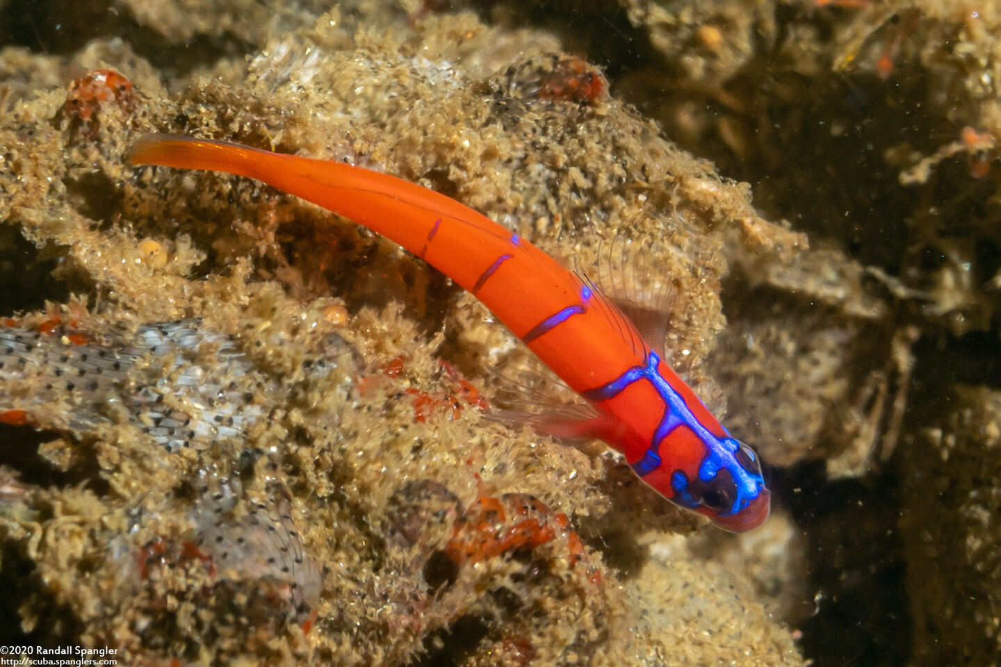 Lythrypnus dalli (Bluebanded Goby)