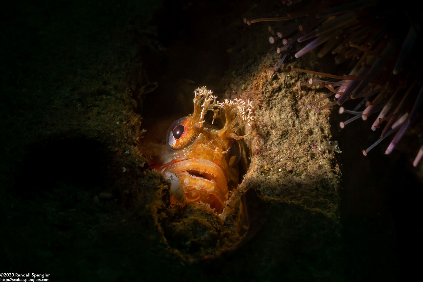 Neoclinus stephensae (Yellowfin Fringehead)