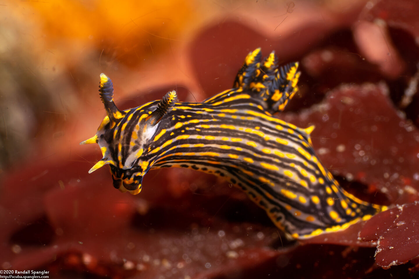 Polycera atra (Black Dorid)