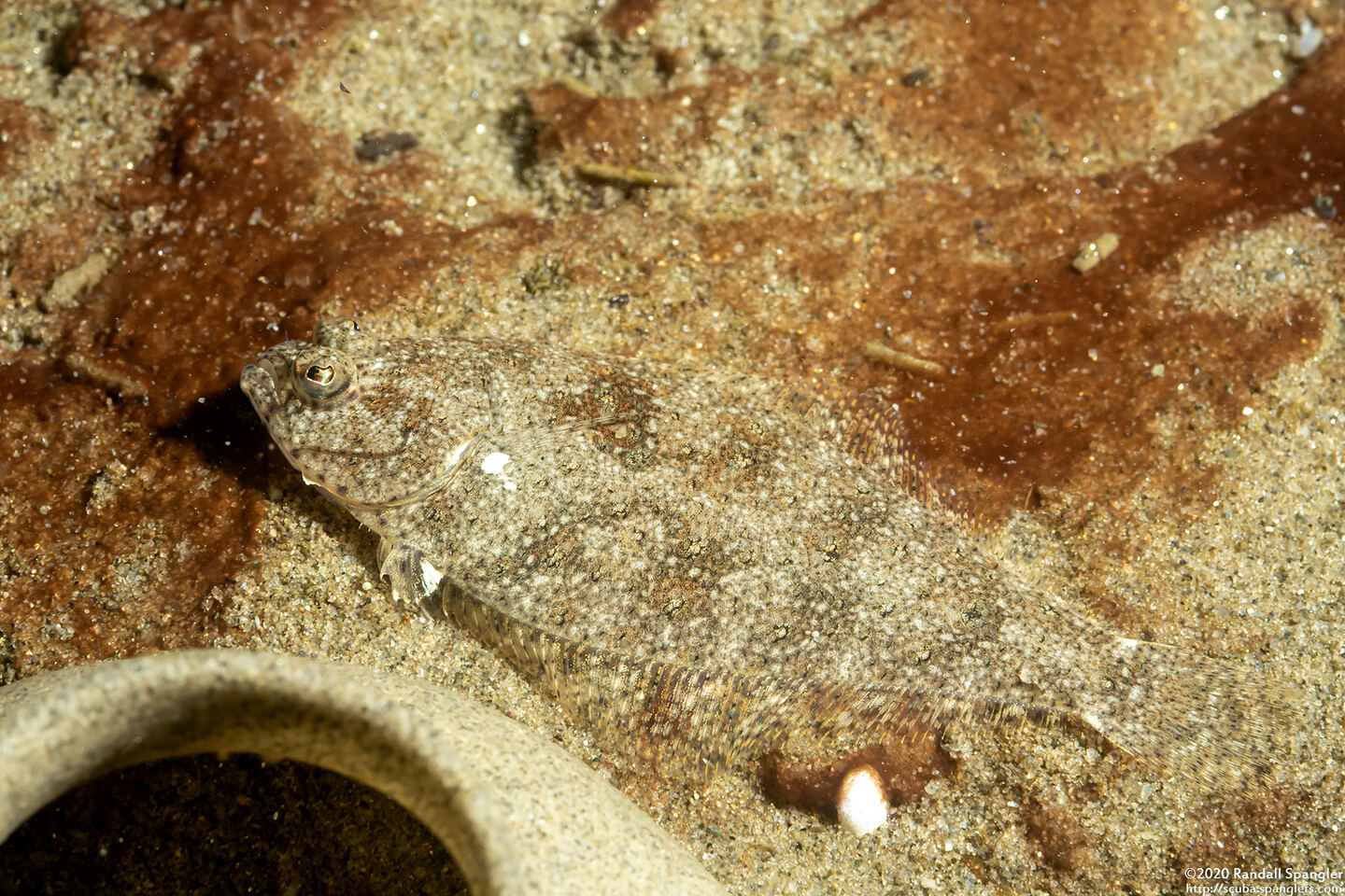 Citharichthys stigmaeus (Speckled Sanddab)