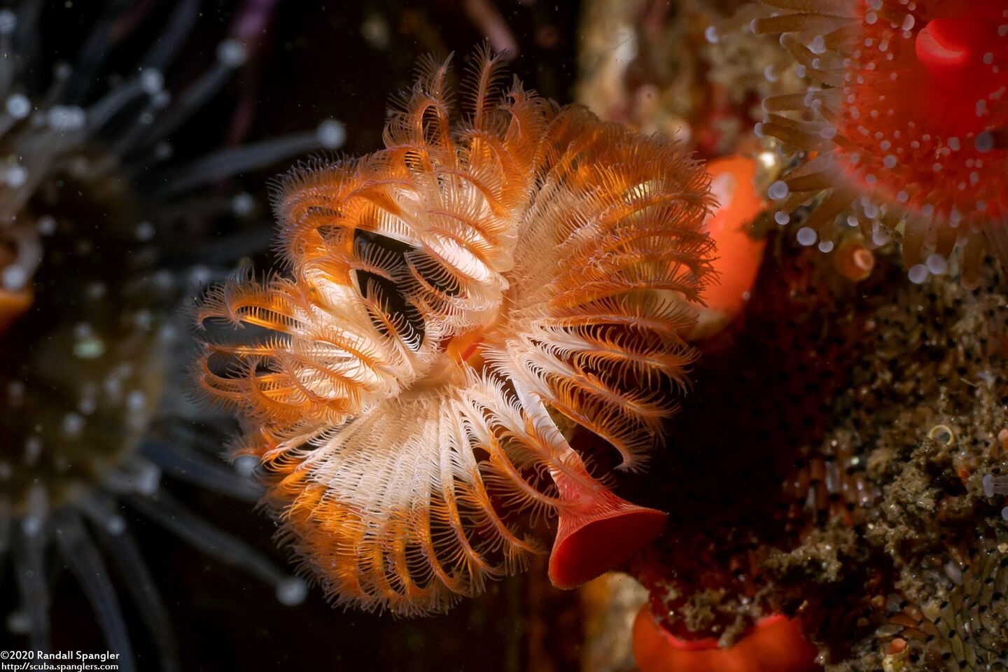 Serpula columbiana (Serpulid Worm)