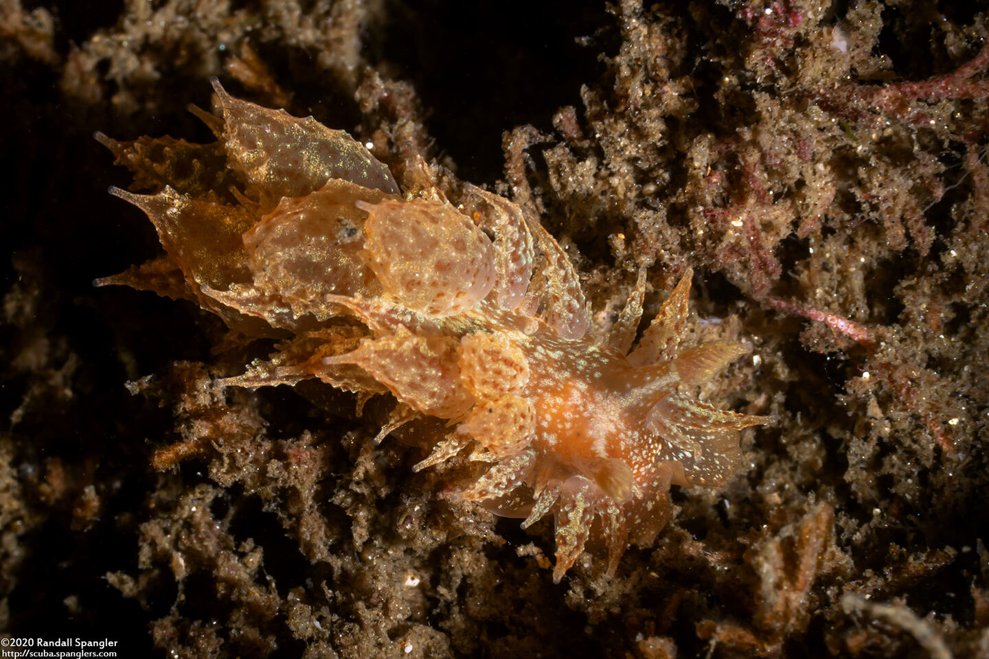 Dirona picta (Colorful Dirona)