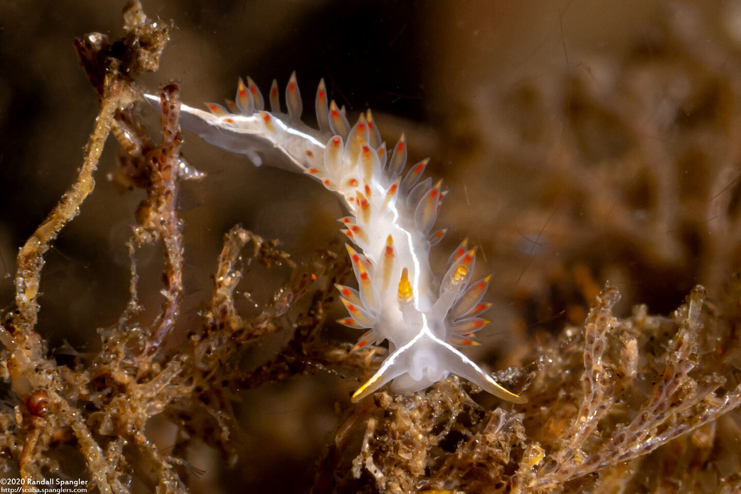 Coryphella trilineata (Three-Lined Aeolid)