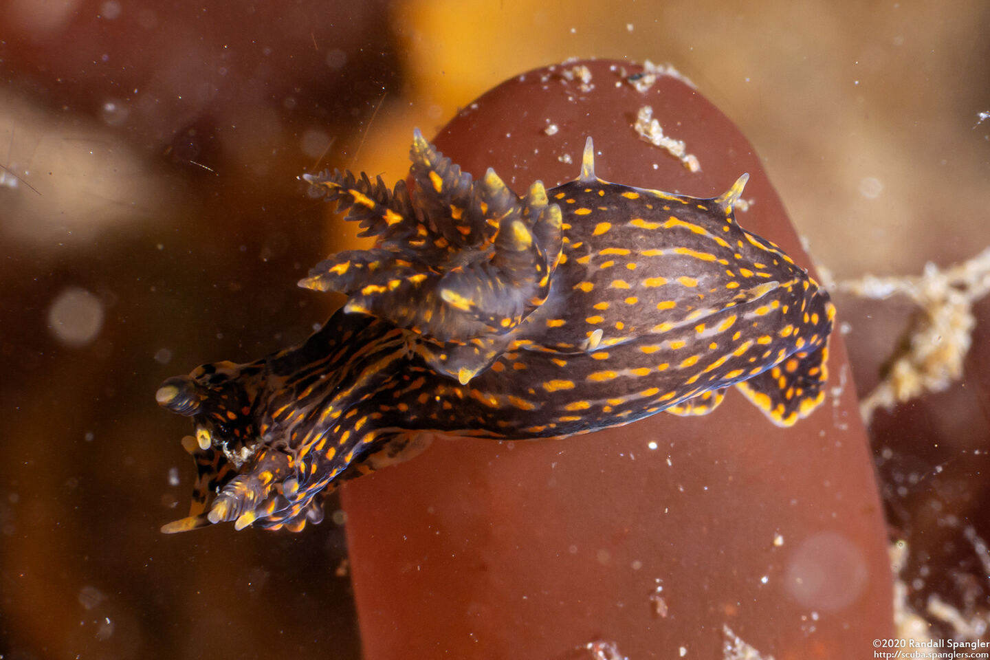 Polycera atra (Black Dorid)
