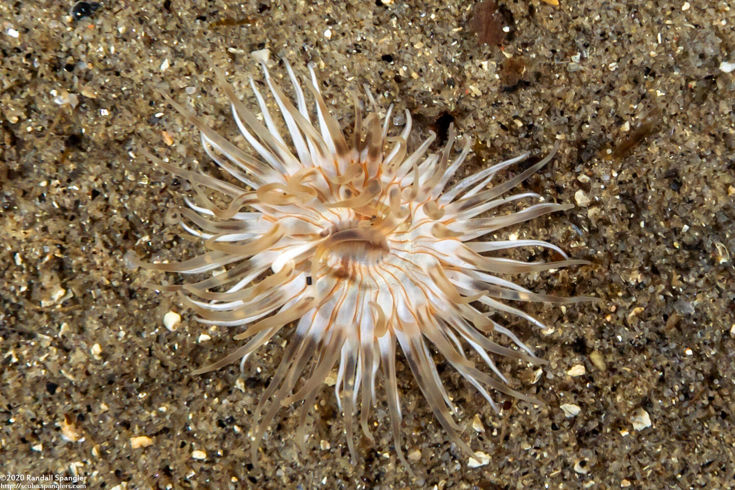 Diadumene leucolena (Ghost Anemone)