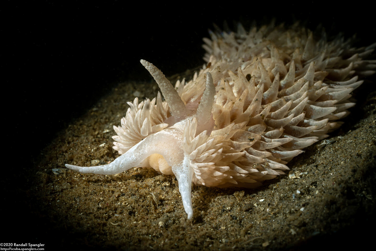 Aeolidia loui (Shag-Rug Aeolid)