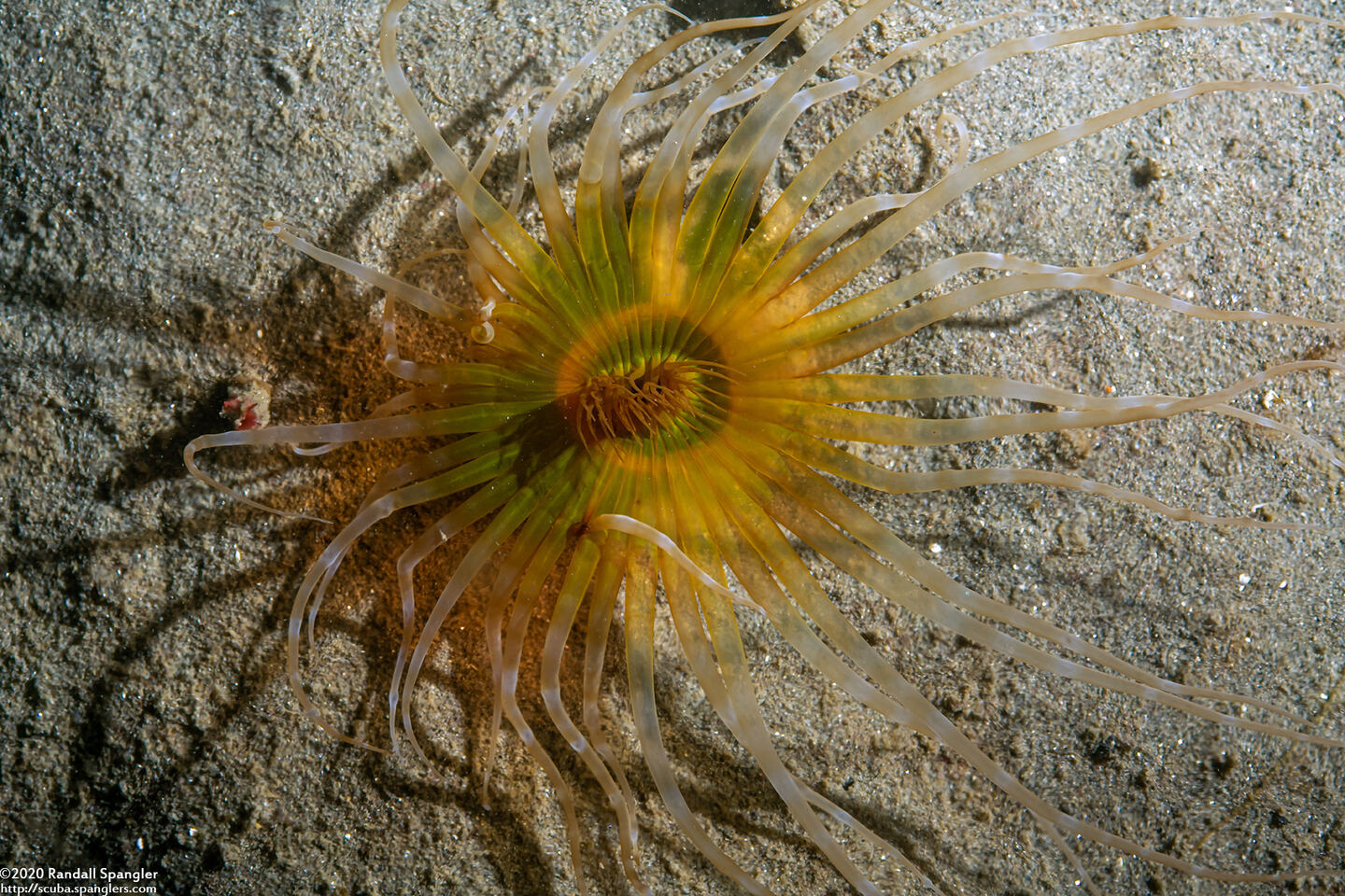 Pachycerianthus aestuari (Pachycerianthus Aestuari)