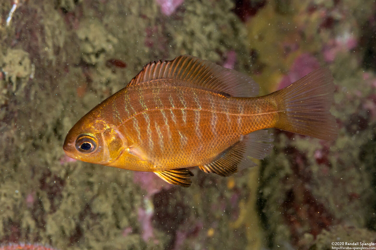 Embiotoca jacksoni (Black Perch)