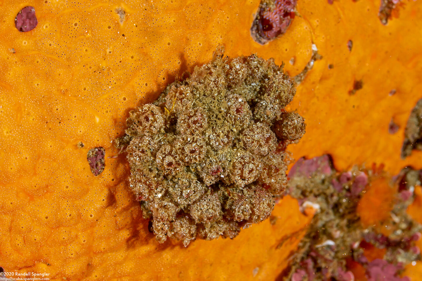 Ritterella rubra (Red Currant Tunicate)