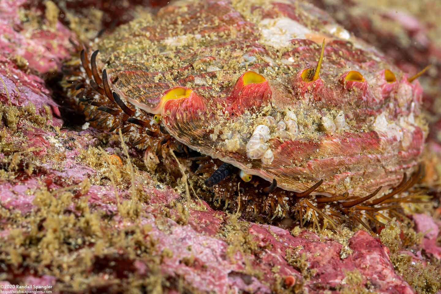 Haliotis kamtschatkana (Pinto Abalone)