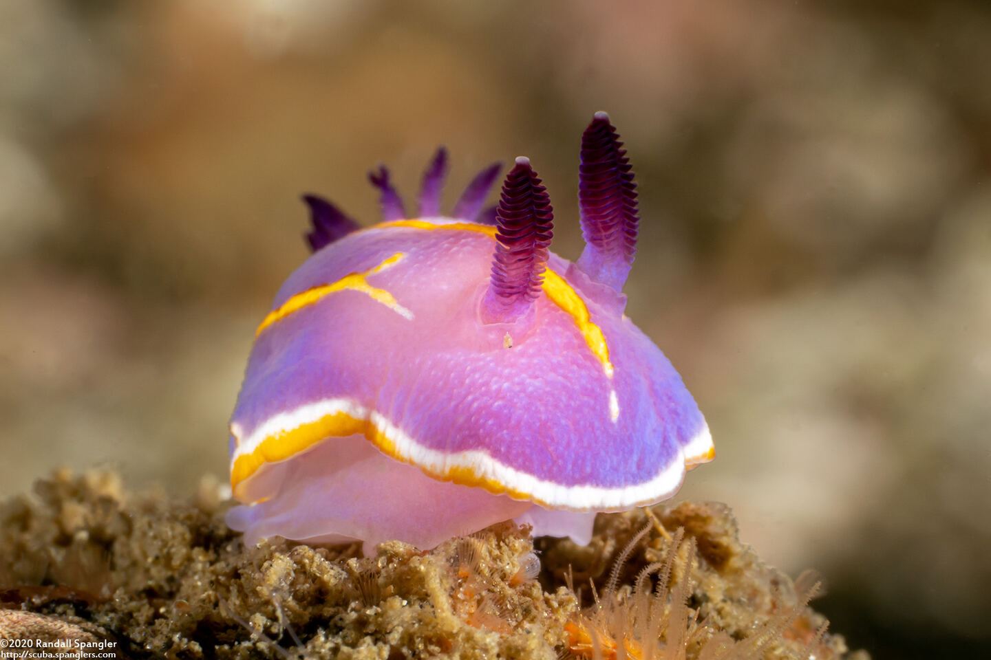 Felimida macfarlandi (MacFarland's Chromodorid)
