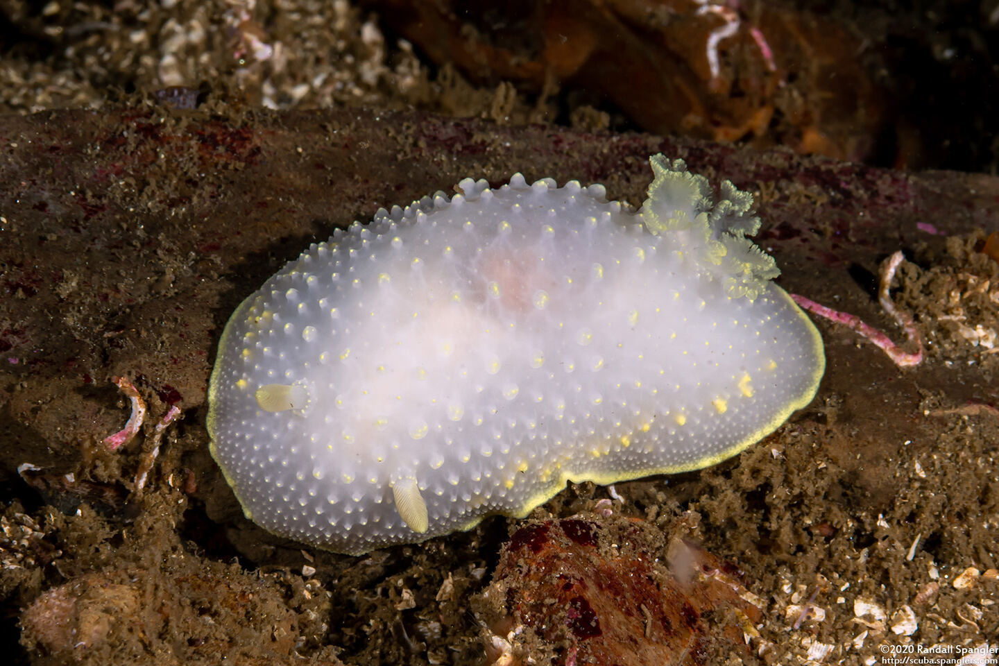 Cadlina luteomarginata (Yellow Margin Cadlina)