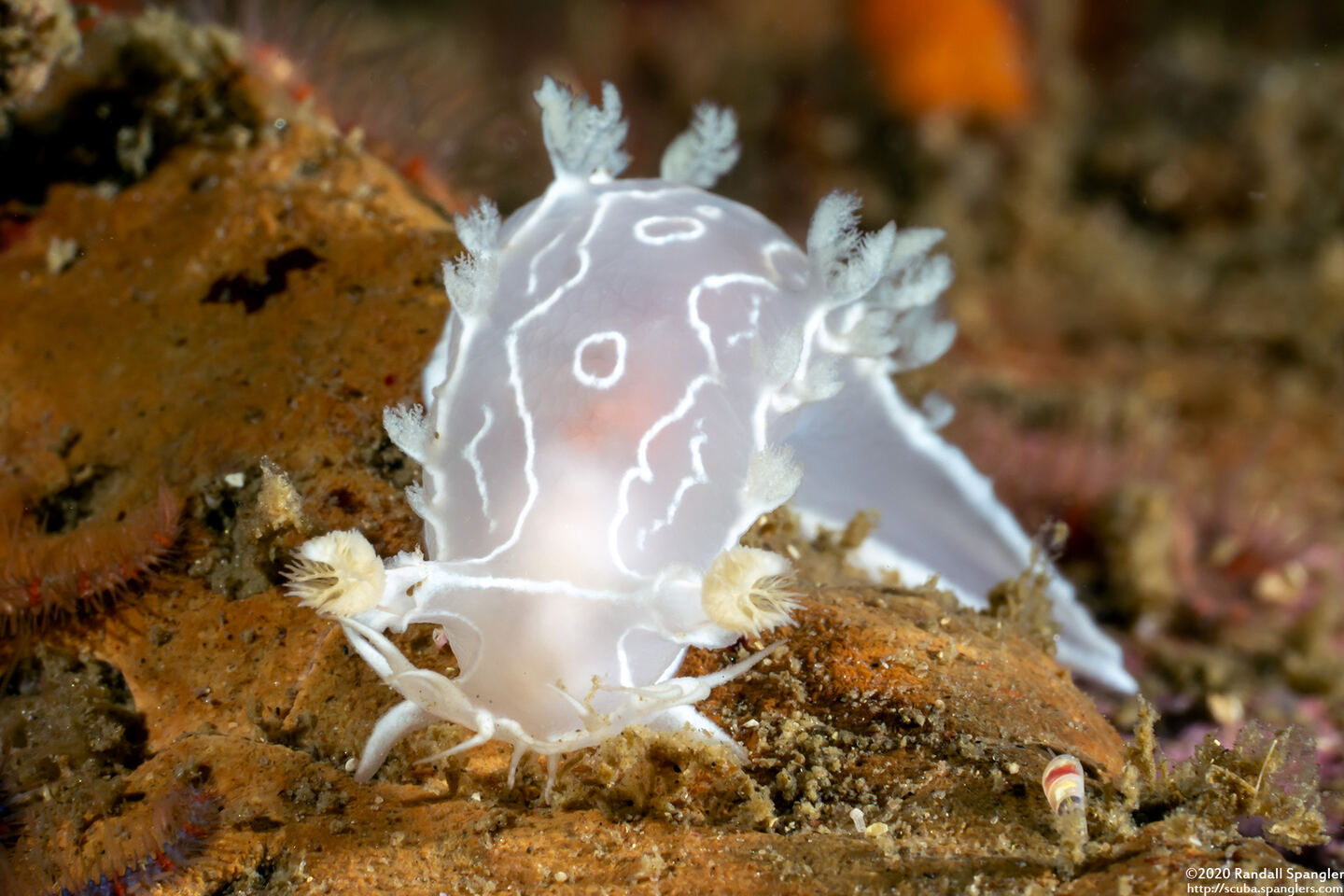 Tritonia festiva (Diamondback Tritonia)