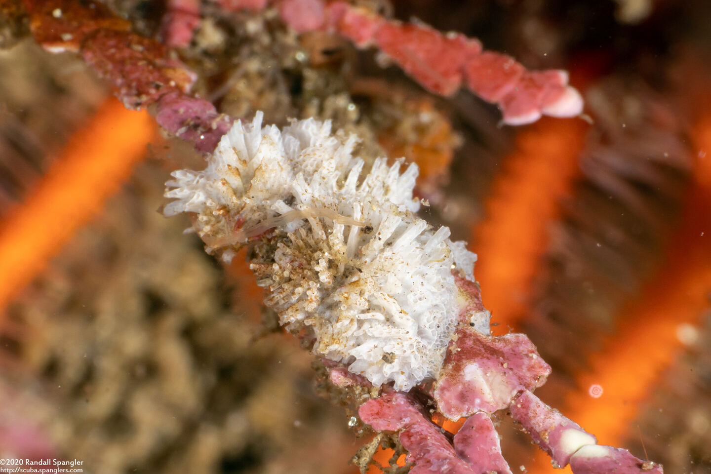 Scrupocellaria sp.1 (Scrupocellaria)