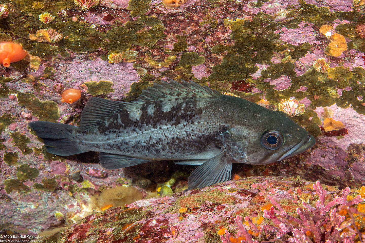 Sebastes melanops (Black Rockfish)
