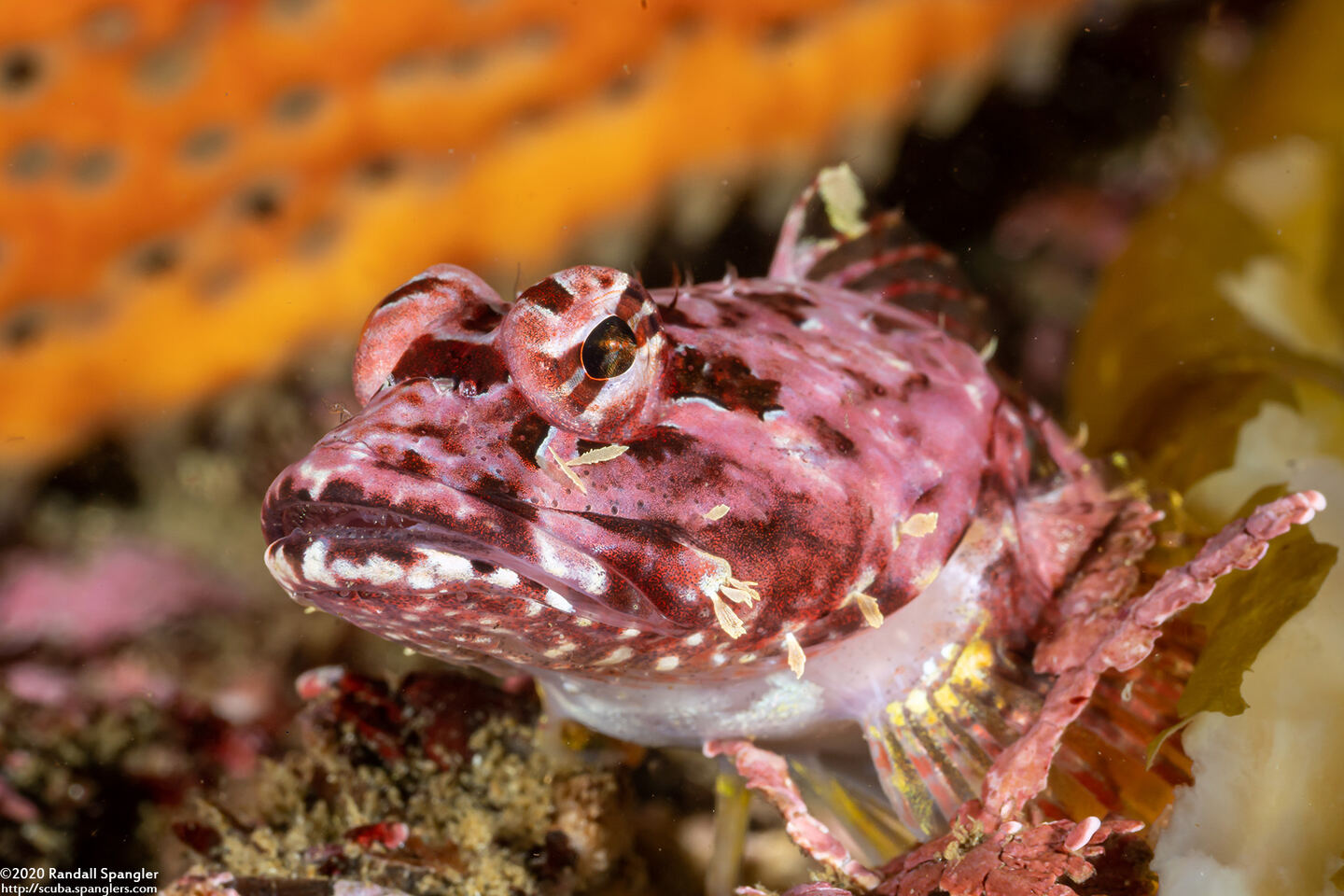 Artedius corallinus (Coralline Sculpin)