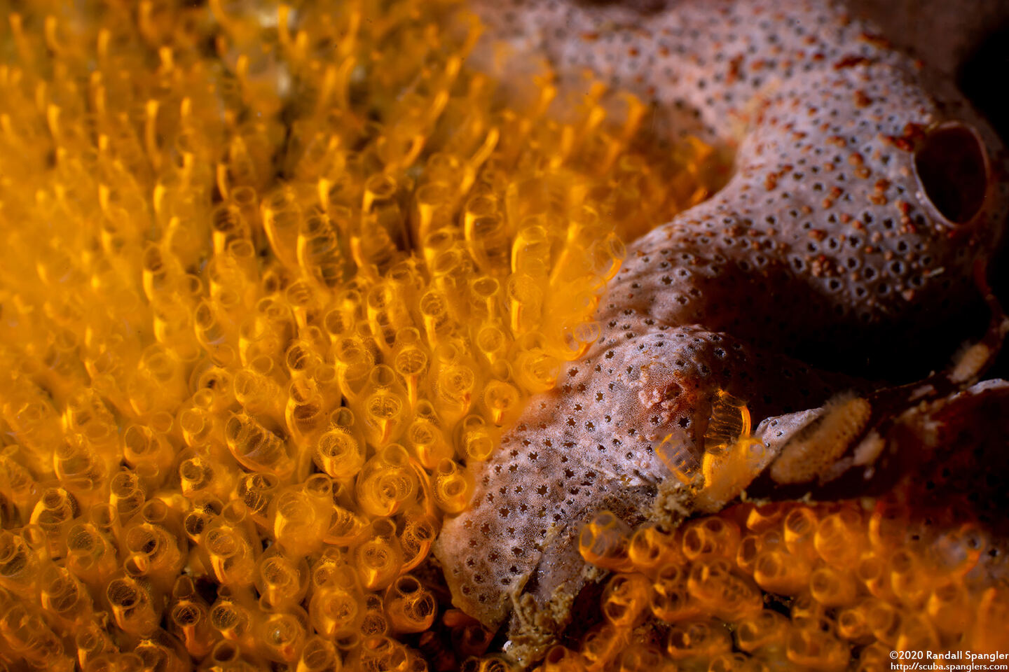 Pycnoclavella stanleyi (Pycnoclavella Stanleyi)