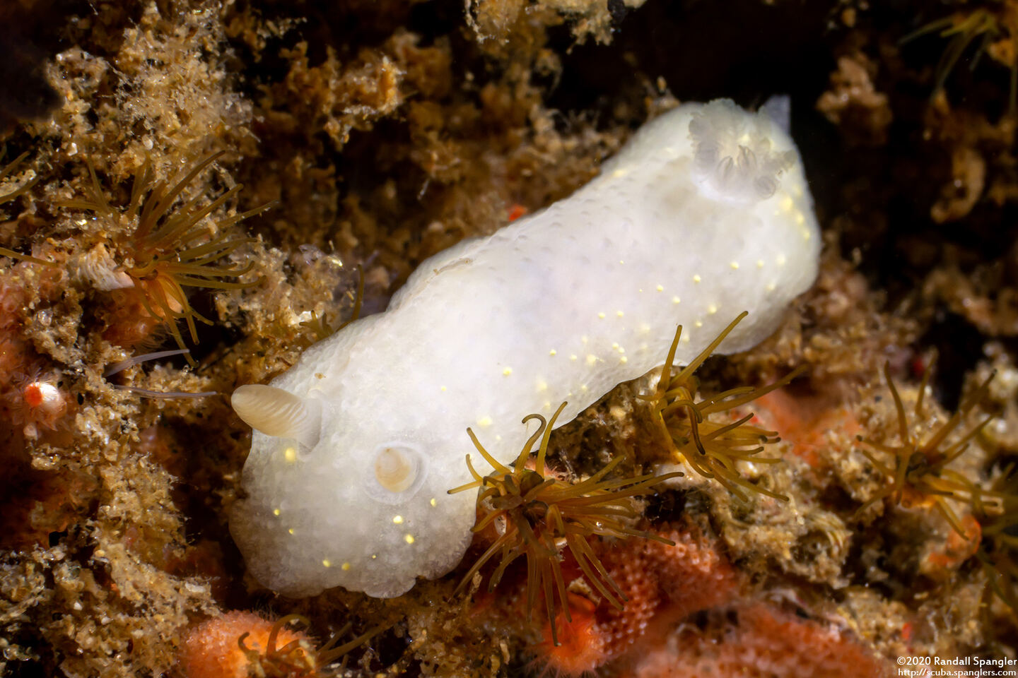 Cadlina modesta (Modest Cadlina)