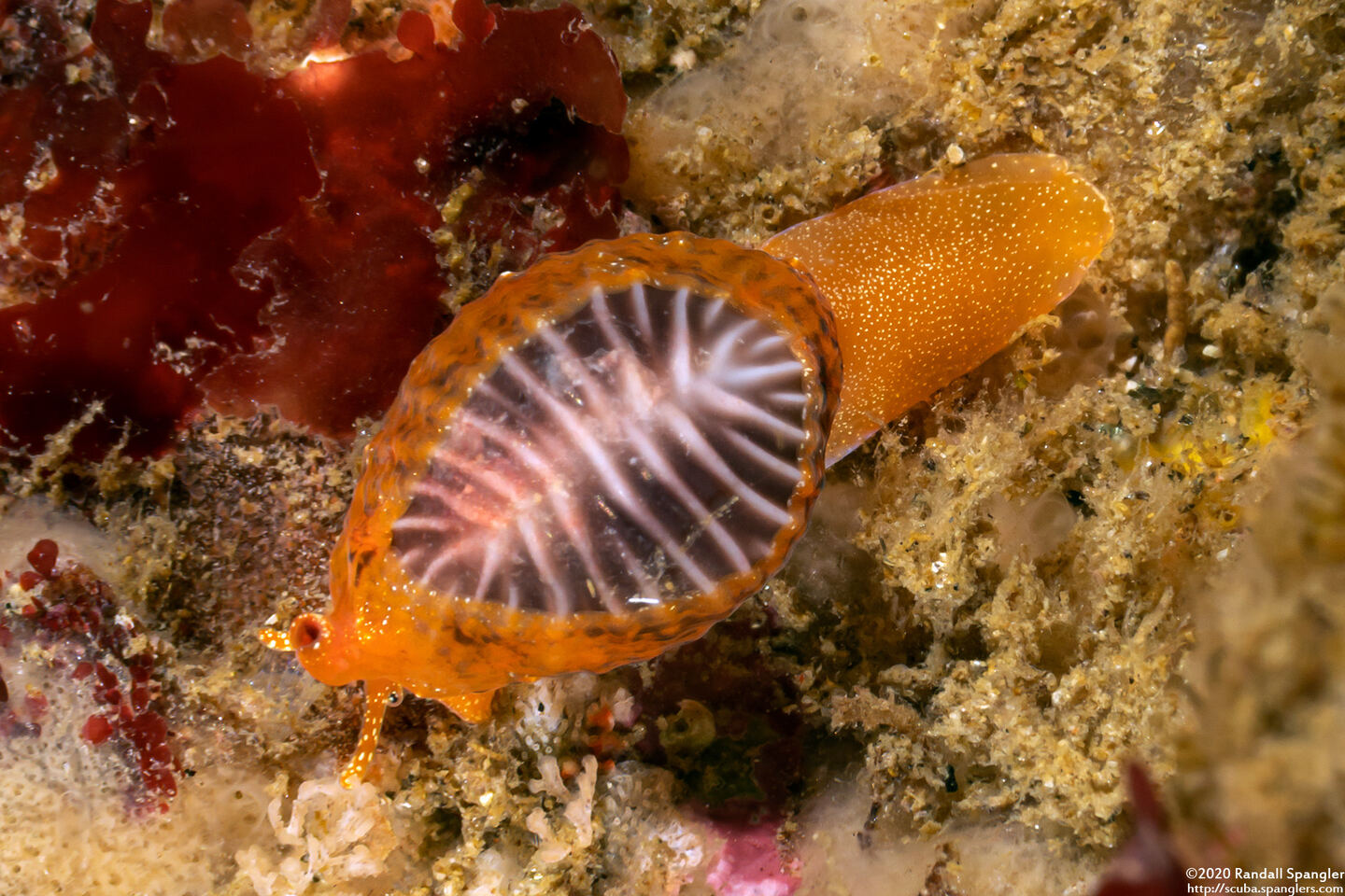 Pseudopusula californiana (Coffee Bean Cowry)