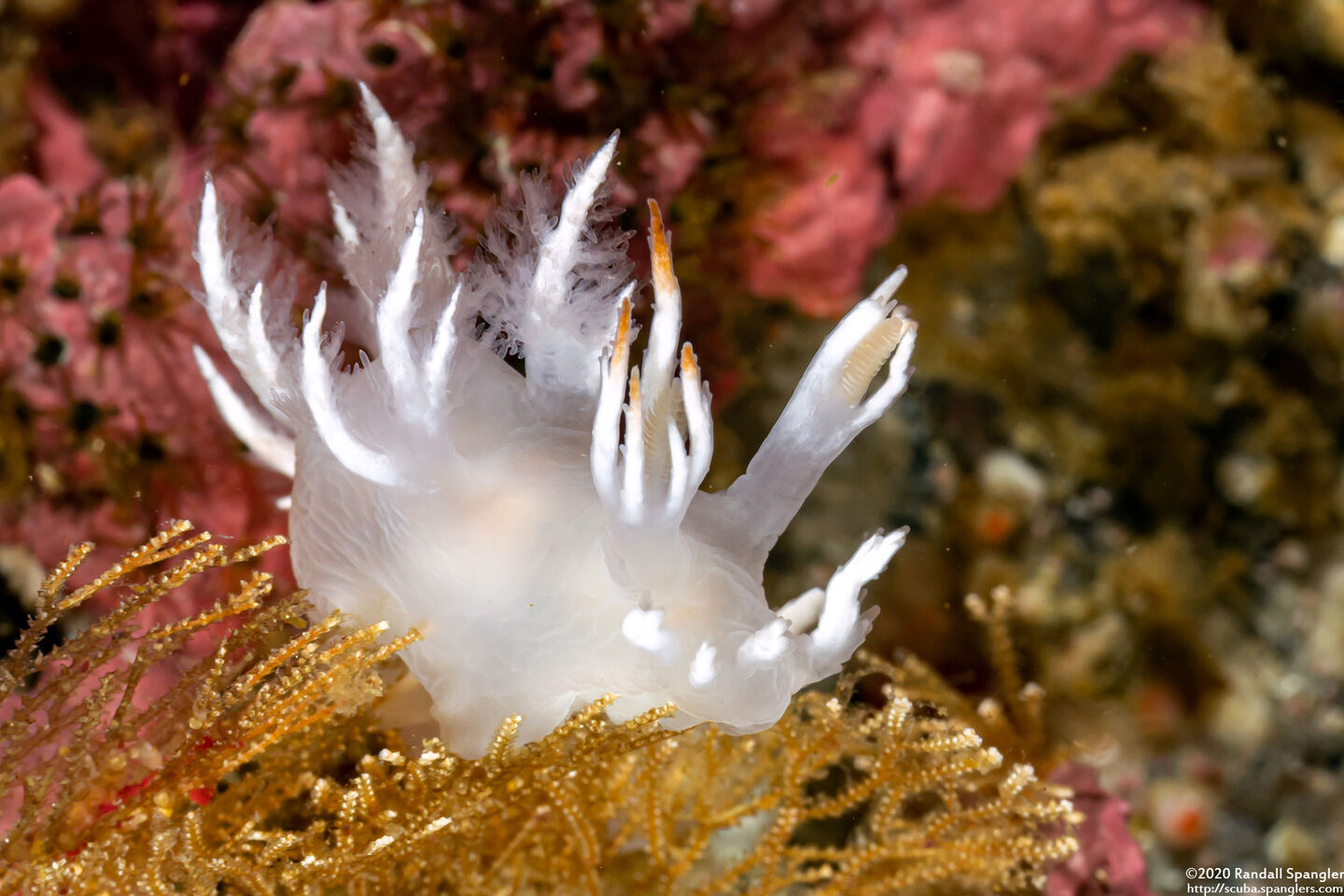 Dendronotus albus (White Dendronotus)