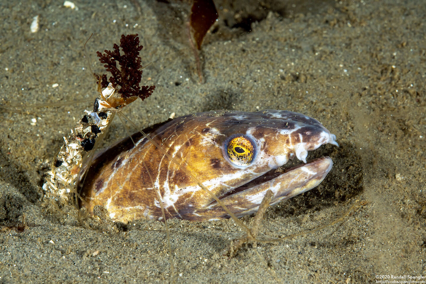 Ophichthus triserialis (Pacific Snake Eel)