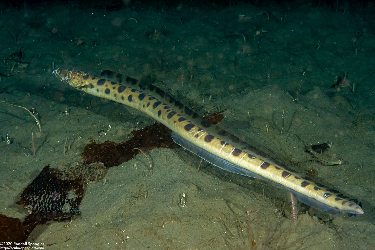 Ophichthus triserialis (Pacific Snake Eel)
