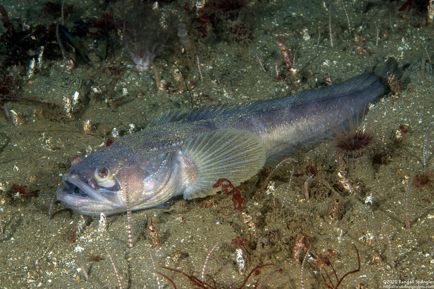 Porichthys notatus (Plainfin Midshipman)