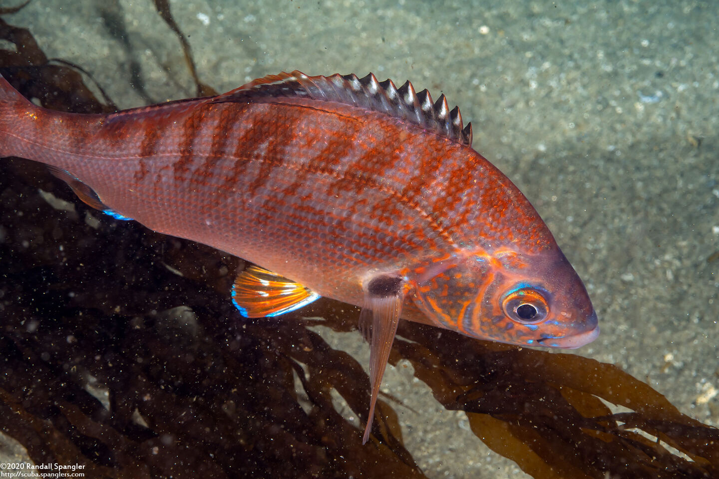 Hypsurus caryi (Rainbow Seaperch)