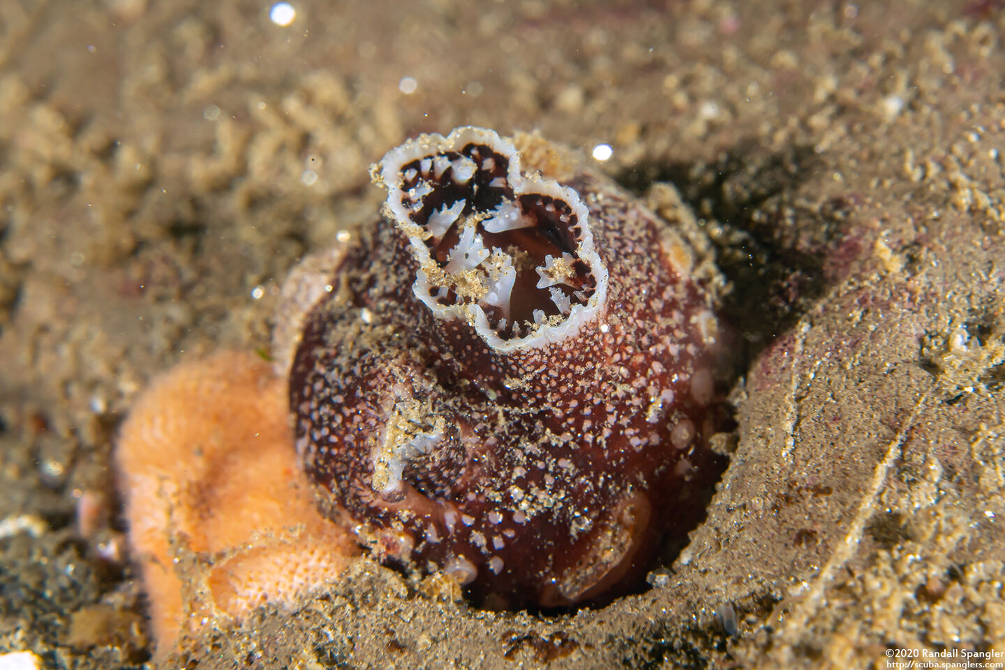 Chaceia ovoidea (Wart-Neck Piddock)