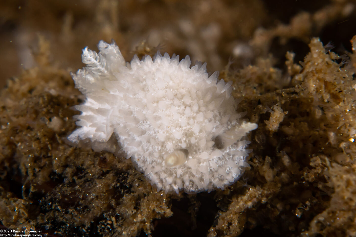 Diaphorodoris lirulatocauda (Ridge-Tailed Dorid)