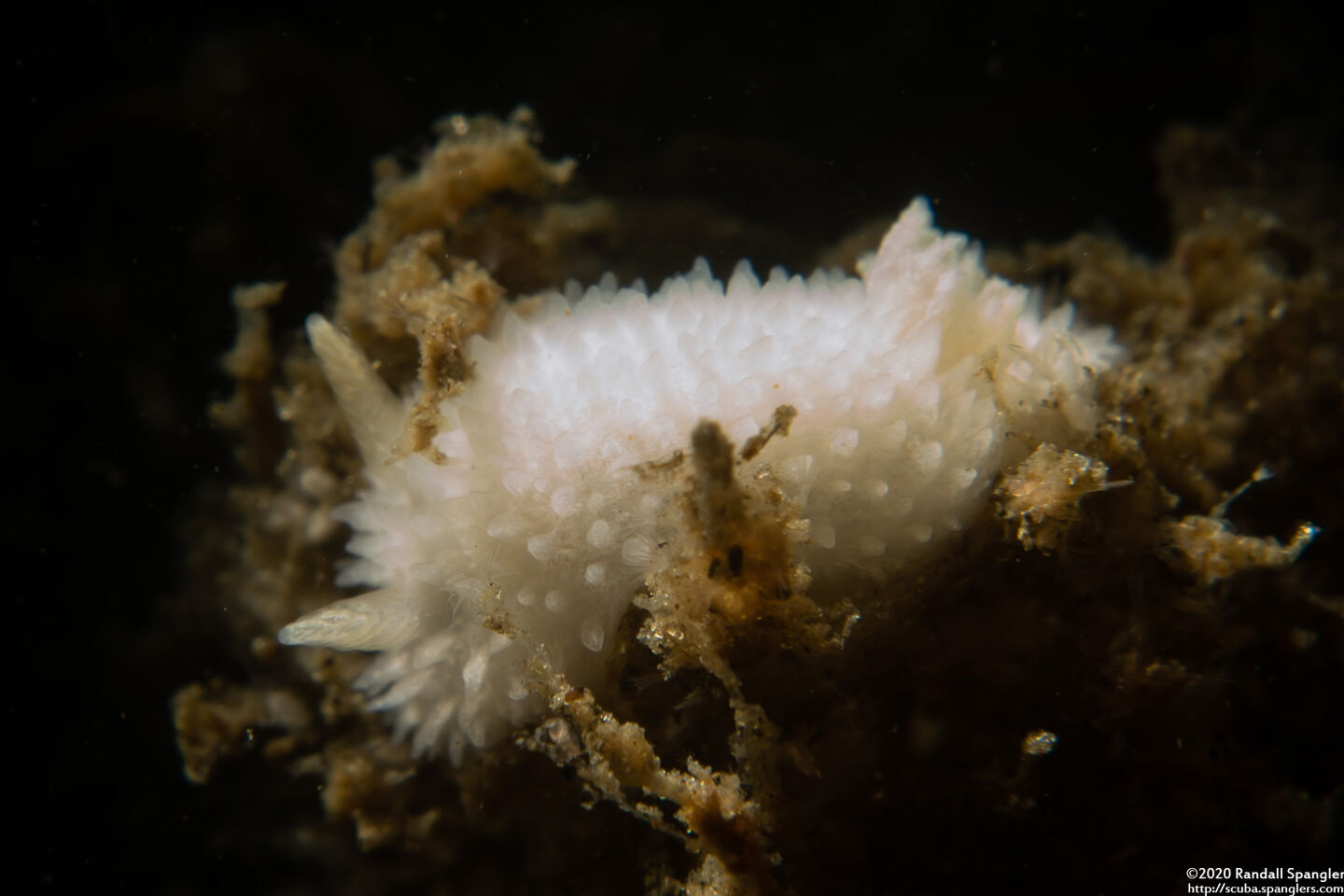 Diaphorodoris lirulatocauda (Ridge-Tailed Dorid)
