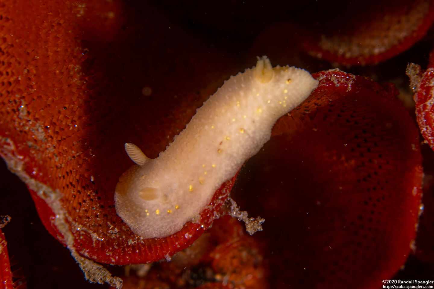Cadlina modesta (Modest Cadlina)