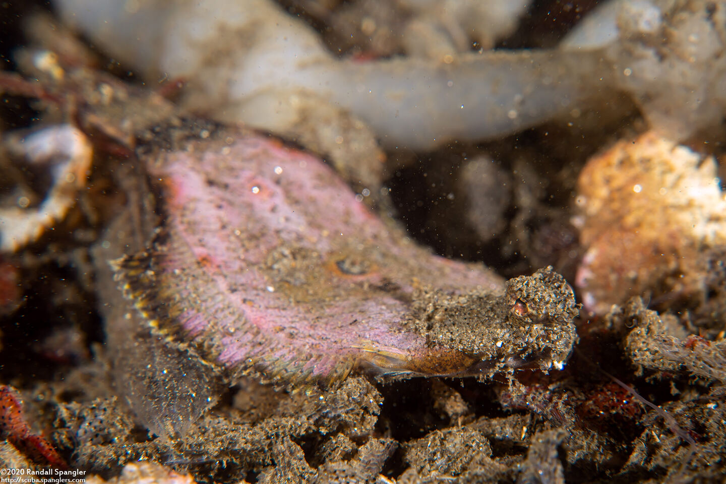 Pleuronichthys coenosus (C-O Sole)