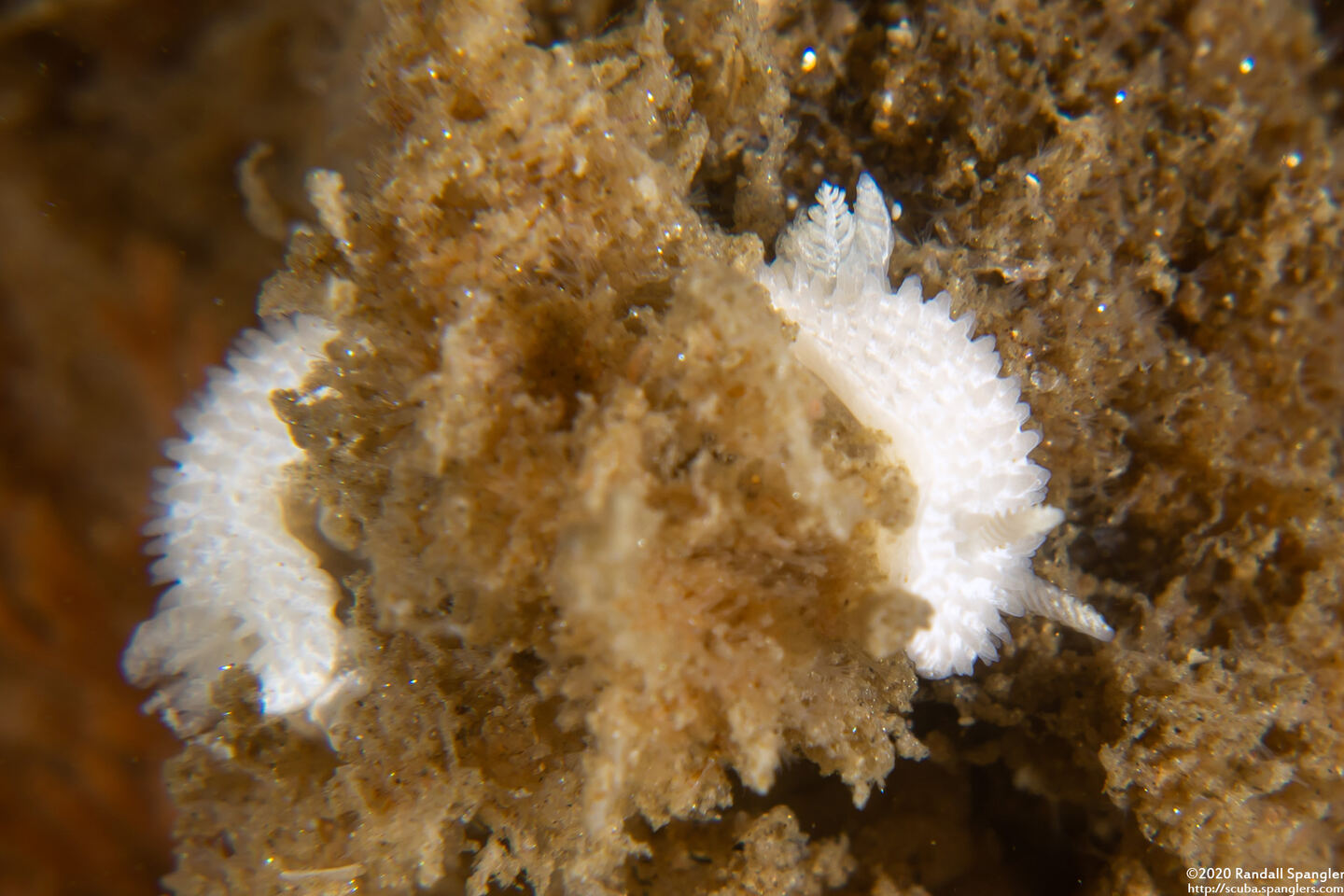 Diaphorodoris lirulatocauda (Ridge-Tailed Dorid)