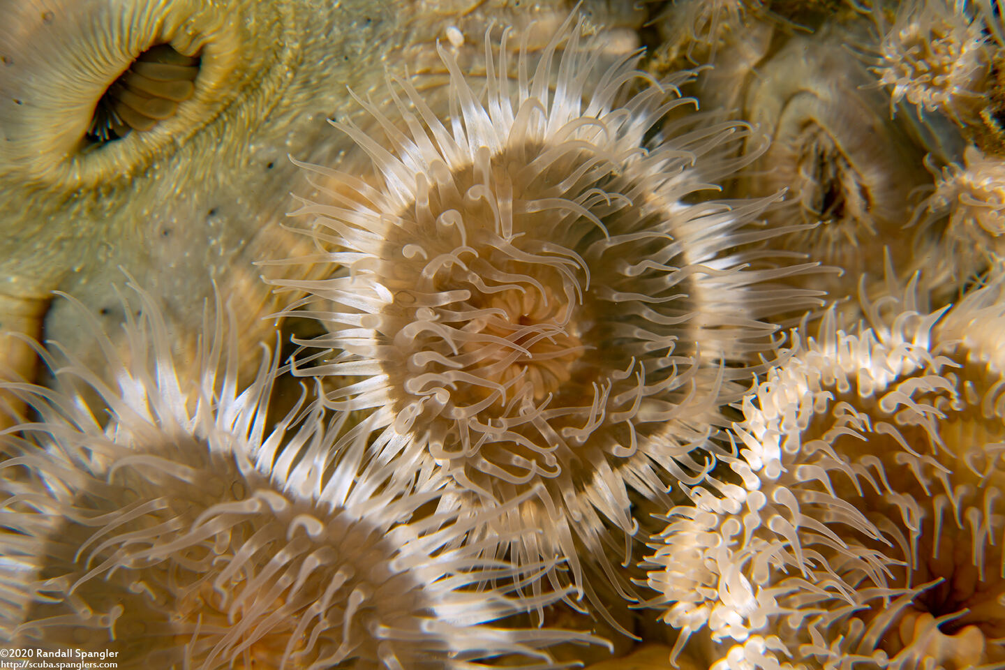 Metridium senile (Plumose Anemone)