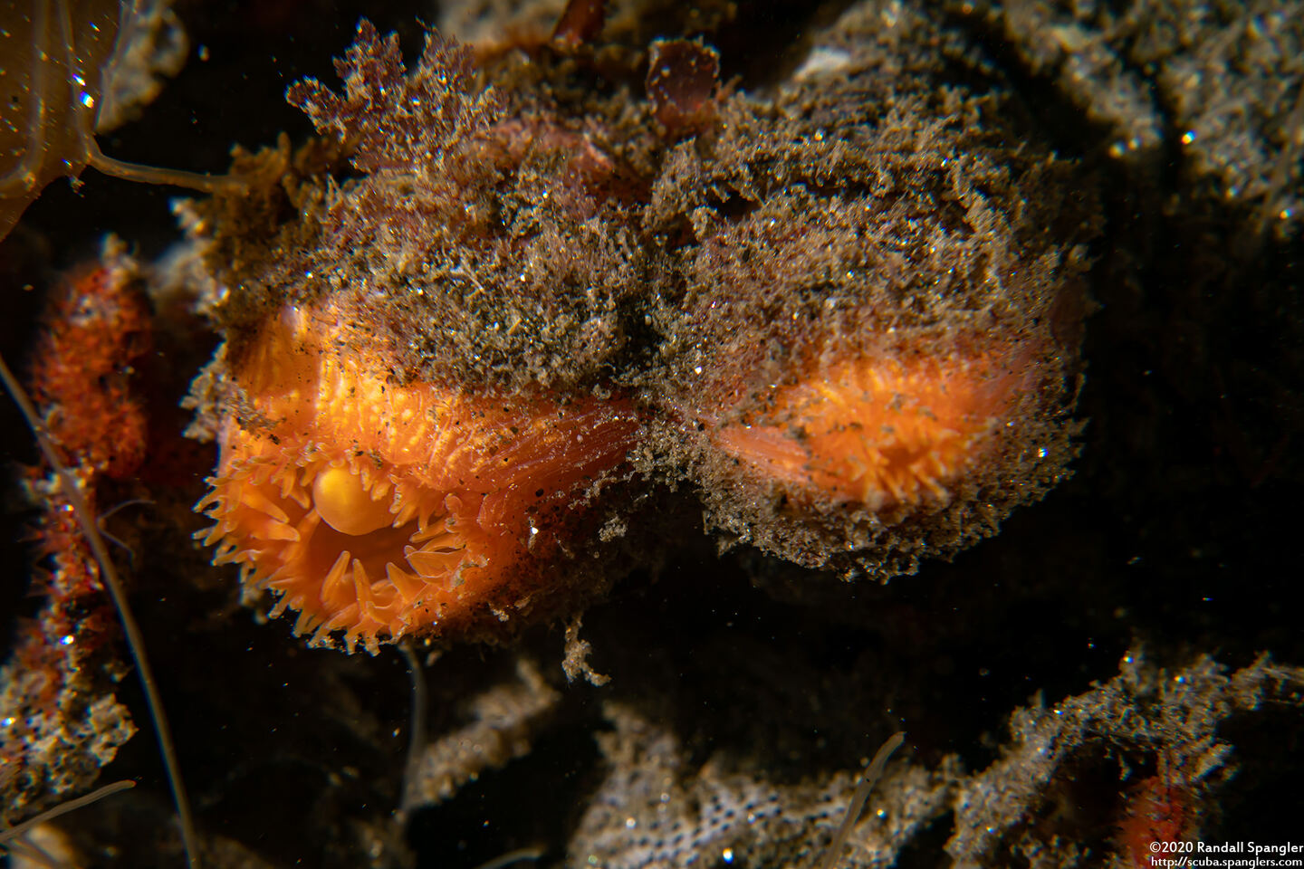 Entodesma navicula (Ugly Clam)