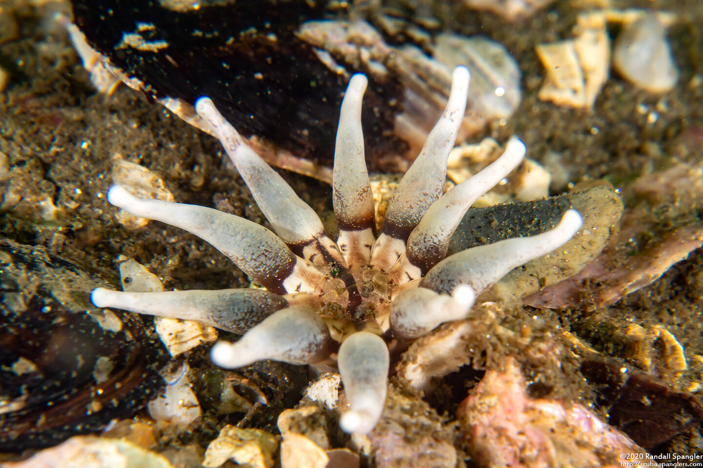 Halcampa decemtentaculata (Burrowing Anemone)