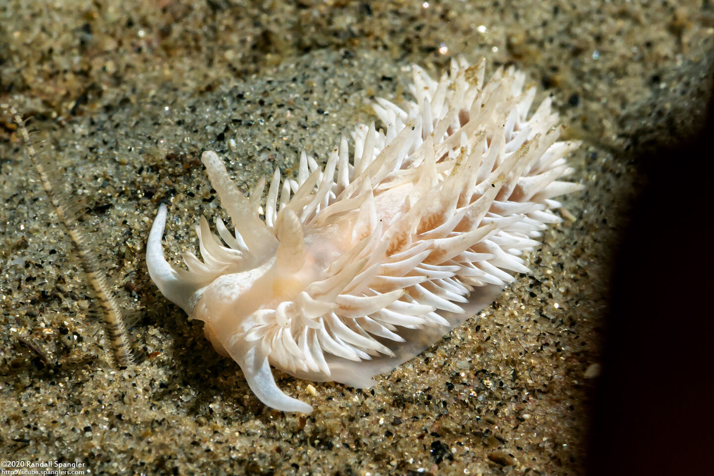 Aeolidia loui (Shag-Rug Aeolid)