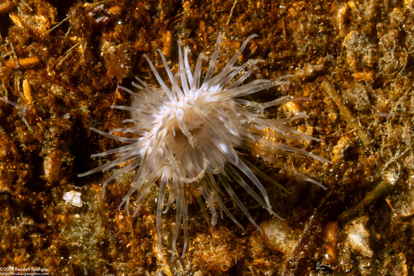 Diadumene leucolena (Ghost Anemone)