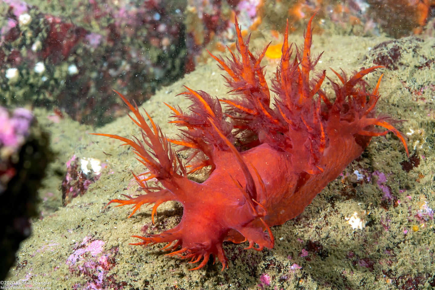 Dendronotus iris (Rainbow Dendronotus)