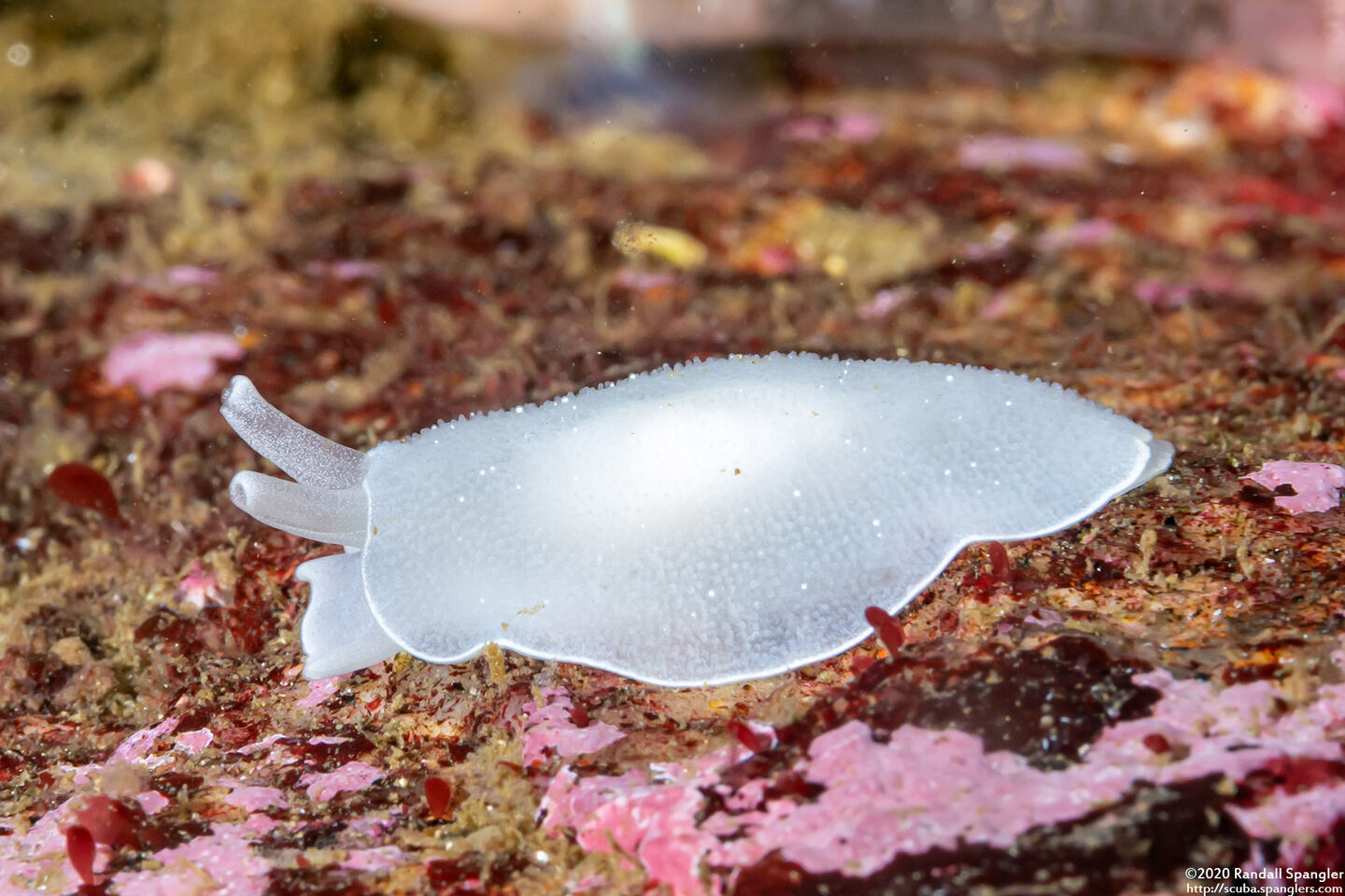 Berthella chacei (White Berthella)