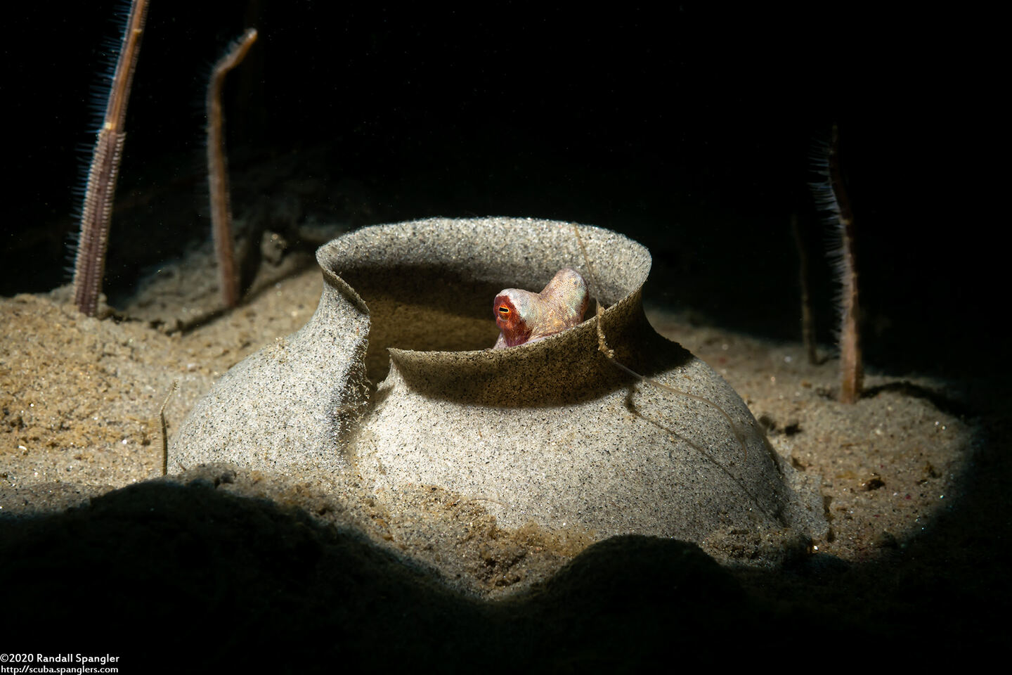 Octopus rubescens (Red Octopus); Hiding in a moon snail egg spiral