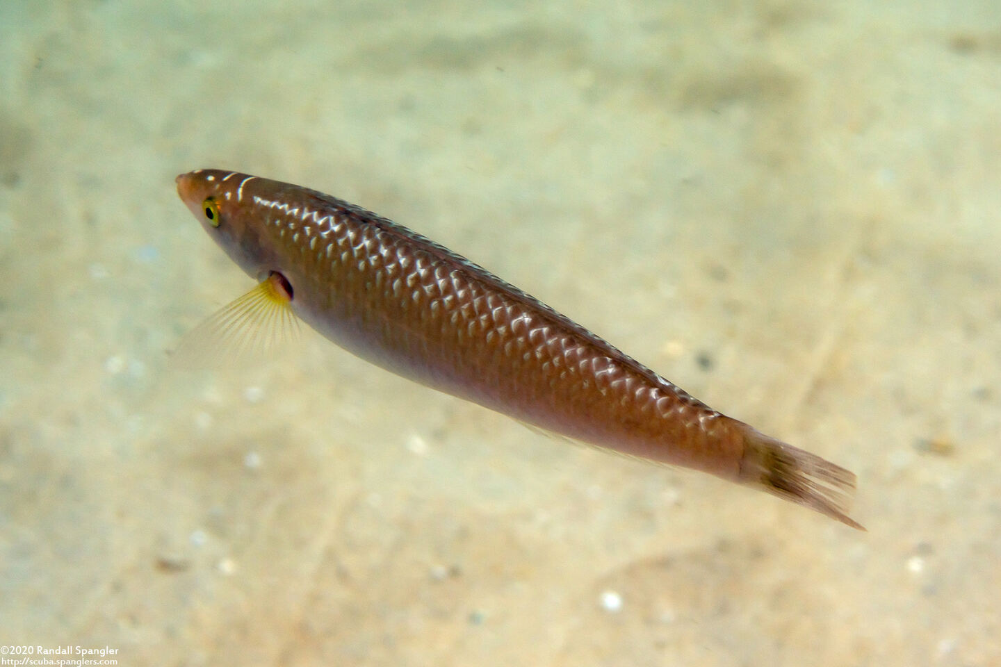 Oxyjulis californica (Señorita)