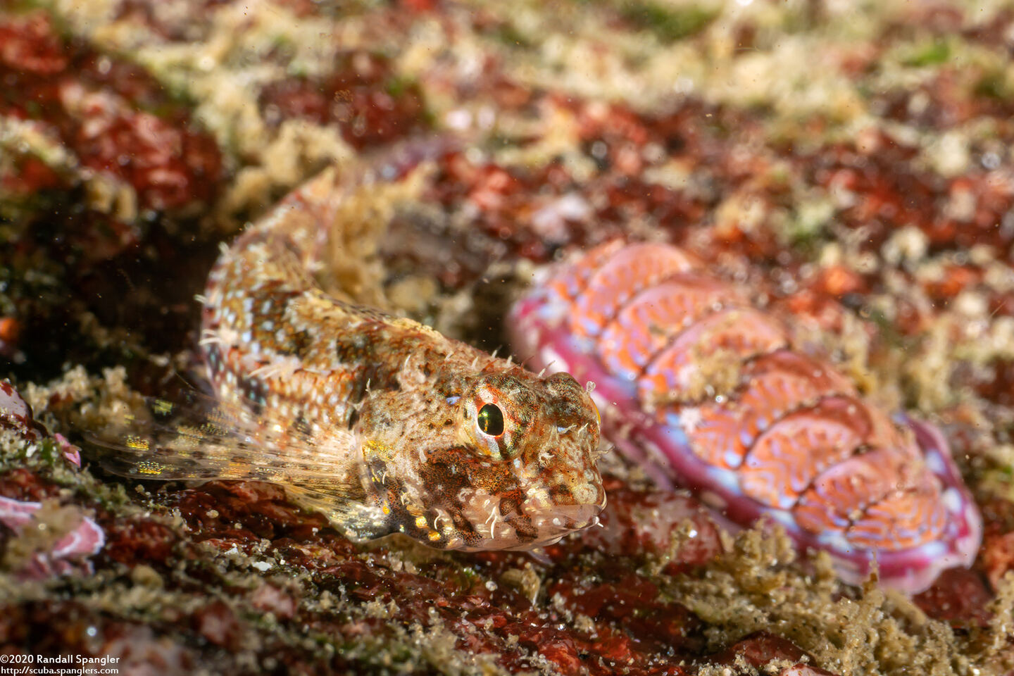 Orthonopias triacis (Snubnose Sculpin)